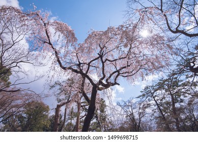 Sakura Season In Kyoto Imperial Palace Park 