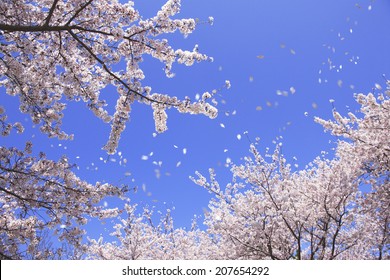 Sakura And Sakura Snow-Storm Of Nara Park