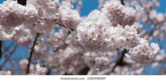 sakura spring flower on branch of tree, selective focus. macro nature - Shutterstock ID 2283408089