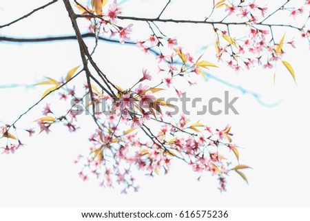 Similar – Cherry blossom | pink ornamental flower