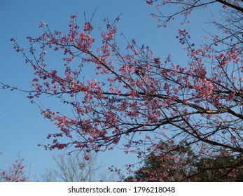 Sakura In Thailand, Everyone Knows