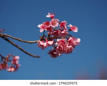 Sakura In Thailand, Everyone Knows