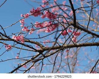 Sakura In Thailand, Everyone Knows