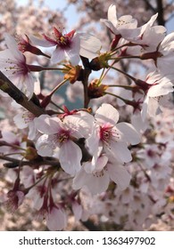 Sakura That The Inside Of The Flower Turn To Red Color. It Means Sayonara Or Goodbye Sign.
After 2-3 Days Later The Petals Will Down To The Ground.