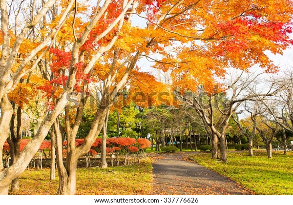 秋の桜の木北海道五稜郭 の写真素材 今すぐ編集 秋の桜の木北海道五稜郭 の写真素材 今すぐ編集
