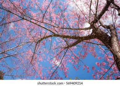 Sakura Tree With Blue Sky