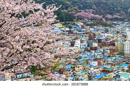 Sakura tree at Gamcheon Culture Village, Busan, South Korea.