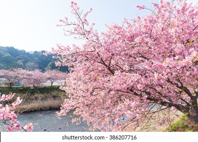 Sakura Tree And River