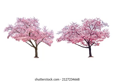 Sakura tree in spring isolated on white background. - Shutterstock ID 2127234668