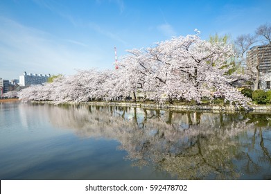 Sakura In Ueno Park