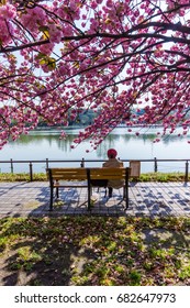 Sakura At Ueno Park Tokyo