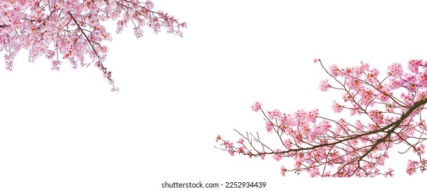 Sakura(Cherry blossom) blooming in spring season isolated on white background. - Powered by Shutterstock
