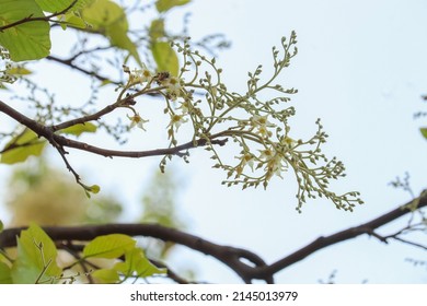 Sal Tree Leaf And Flower