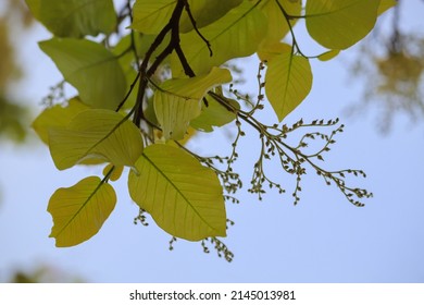 Sal Tree Leaf And Flower