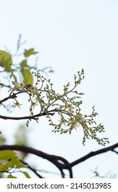 Sal Tree Leaf And Flower