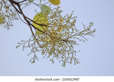 Sal Tree Leaf And Flower