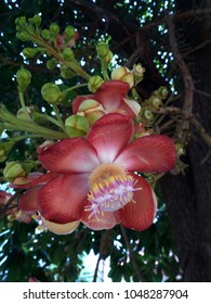 Sal Tree, Shorea Robusta