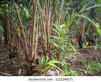 Salacca Zalacca Fruit Tree In Plantation.