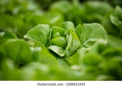 Salad farm vegetable green oak lettuce. Close up fresh organic hydroponic vegetable plantation produce green salad hydroponic cultivate farm. Green oak lettuce salad in green Organic plantation Farm - Powered by Shutterstock