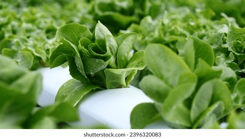 Salad farm vegetable green oak lettuce. Close up fresh organic hydroponic vegetable plantation produce green salad hydroponic cultivate farm. Green oak lettuce salad in green Organic plantation Farm