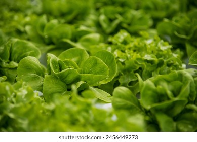 Salad farm vegetable green oak lettuce. Close up fresh organic hydroponic vegetable plantation produce green salad hydroponic cultivate farm. Green oak lettuce salad in green Organic plantation Farm - Powered by Shutterstock