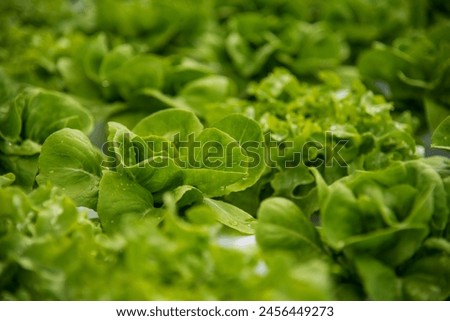 Salad farm vegetable green oak lettuce. Close up fresh organic hydroponic vegetable plantation produce green salad hydroponic cultivate farm. Green oak lettuce salad in green Organic plantation Farm