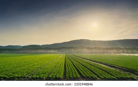 Salad fields, vegetable cultivation in Maremma and pine trees row at sunrise. Castagneto Carducci, Tuscany region, Italy, Europe - Shutterstock ID 2101948846