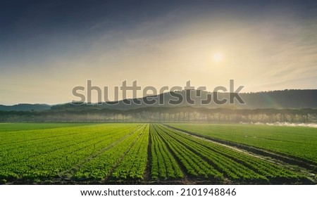 Salad fields, vegetable cultivation in Maremma and pine trees row at sunrise. Castagneto Carducci, Tuscany region, Italy, Europe