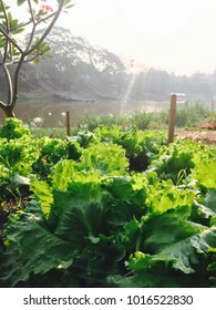 Salad garden in Thailand #iPhone6+ Camera