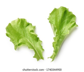 Salad Leaf Isolated On White Background. Top View Of Lettuce Leaves.