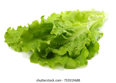 Salad Leaf  Isolated On A White Background