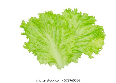 Salad Leaf. Lettuce Isolated On White Background.