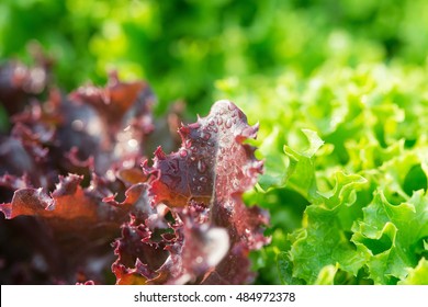 Salad leaf. Lettuce salad plant, hydroponic vegetable leaves
