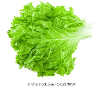 Salad Leaf. One Green Lettuce Isolated On White Background.