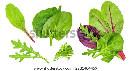 Salad leaves Collection. Isolated Mixed Salad leaves with Spinach, Frisee, Chard, lettuce, rucola on white background. Flat lay. Creative layout. Pattern
