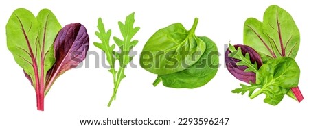 Salad leaves Collection. Isolated Mixed Salad leaves with Spinach, Frisee, Chard, lettuce, rucola on white background. Flat lay. Creative layout. Pattern
