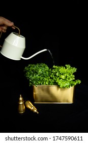 Salad Leaves In A Copper Planter With A White Watering Can On A Black Background