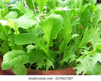 Salad Leaves Growing In A Pot