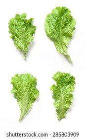 Salad Leaves Isolated On White