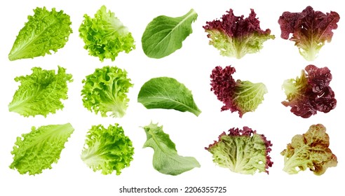 salad, lettuce, Batavia, Lollo Bionda, Romain, Red Oak, Lollo Rosso, isolated on white background, clipping path, full depth of field - Powered by Shutterstock