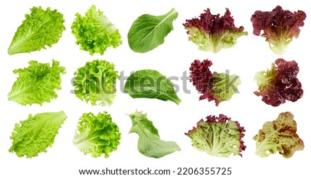 salad, lettuce, Batavia, Lollo Bionda, Romain, Red Oak, Lollo Rosso, isolated on white background, clipping path, full depth of field