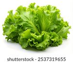 salad lettuce greens for salad on white background