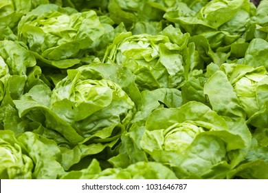 Salad, Lettuce, Lactuca Sativa