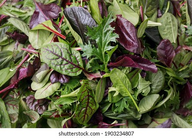 Salad - Mix Fresh Leaves Green And Purple Salad 