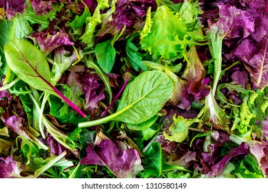 Salad mix leaves background. Fresh Salad Pattern with rucola, purple  lettuce, spinach, frisee and  chard leaf