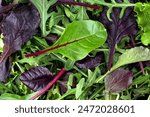 Salad mix leaves as background, top view. Fresh salad with arugula, purple lettuce, spinach, frisee and chard leaves.