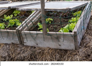 Salads In A Cold Frame