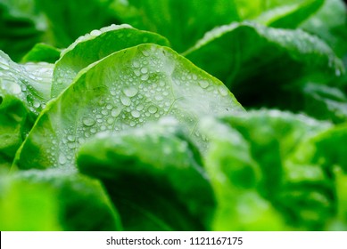Salads vegetable in hydroponic rails. Evening sunlight and water droplets on vegetable leaves. Organic food for health concept.

