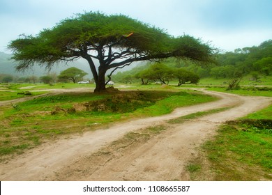 Salalah Oman Nature  