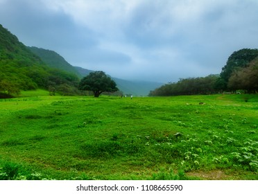 Salalah Oman Nature  